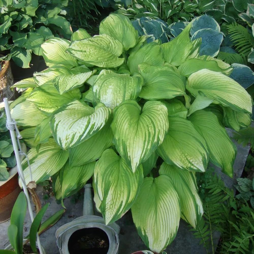 Mixrug Hosta seeds ready for container planting on balconies and patios.