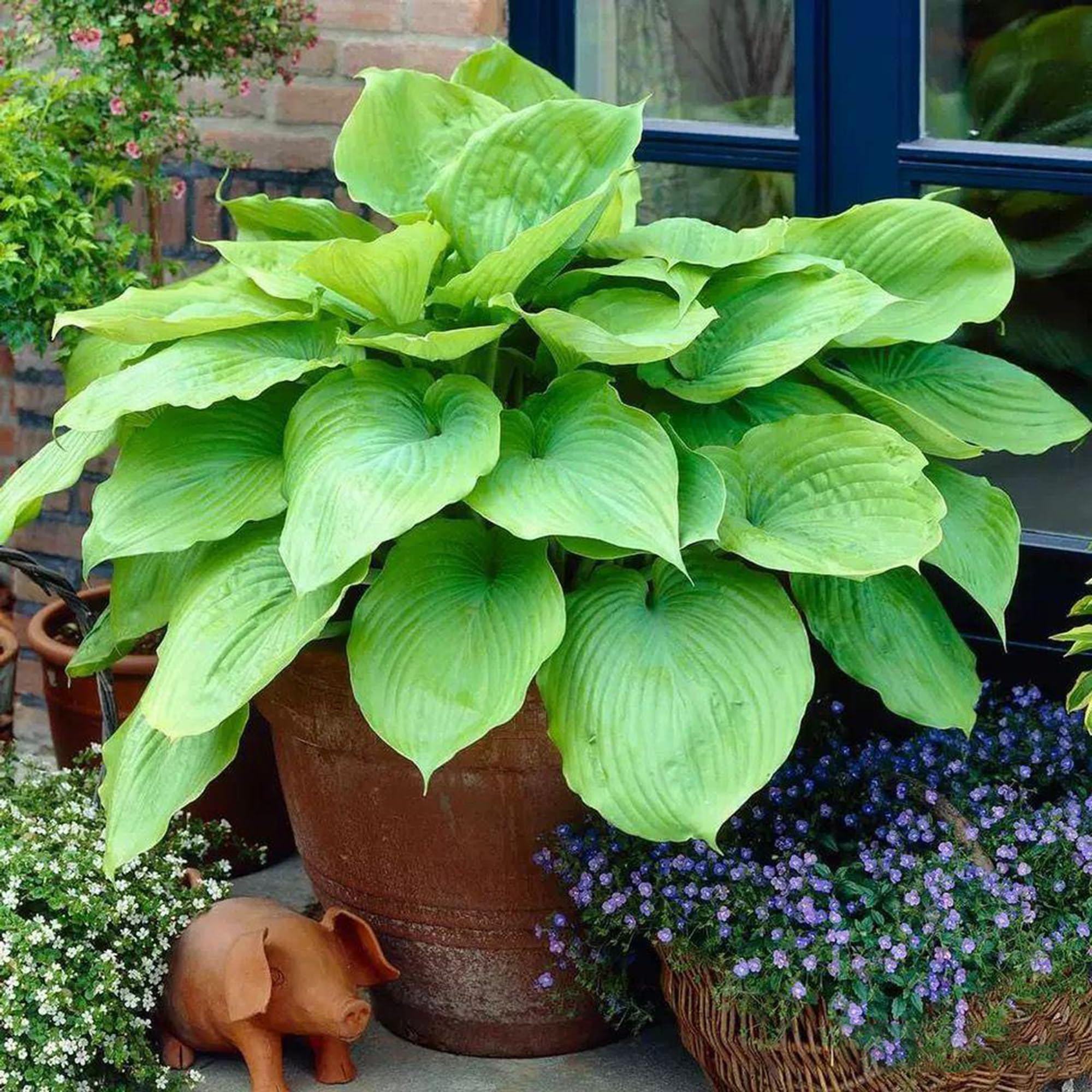 Mixrug Hosta flower bloom closeup highlighting subtle blooms in shade gardens.