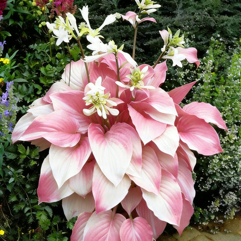 Mixrug Hosta flower blooms on a stalk attracting butterflies and bees.