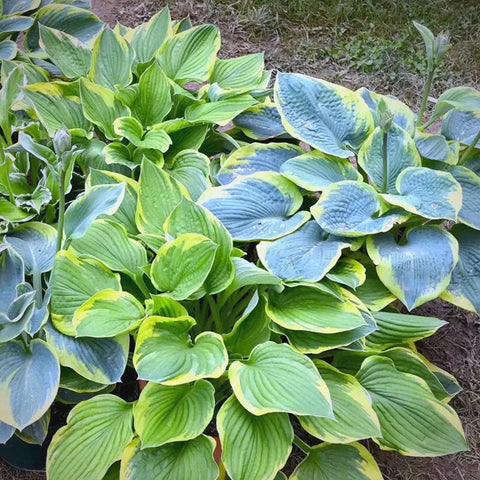Mixrug Hosta leaves provide lush foliage for low maintenance shade borders.