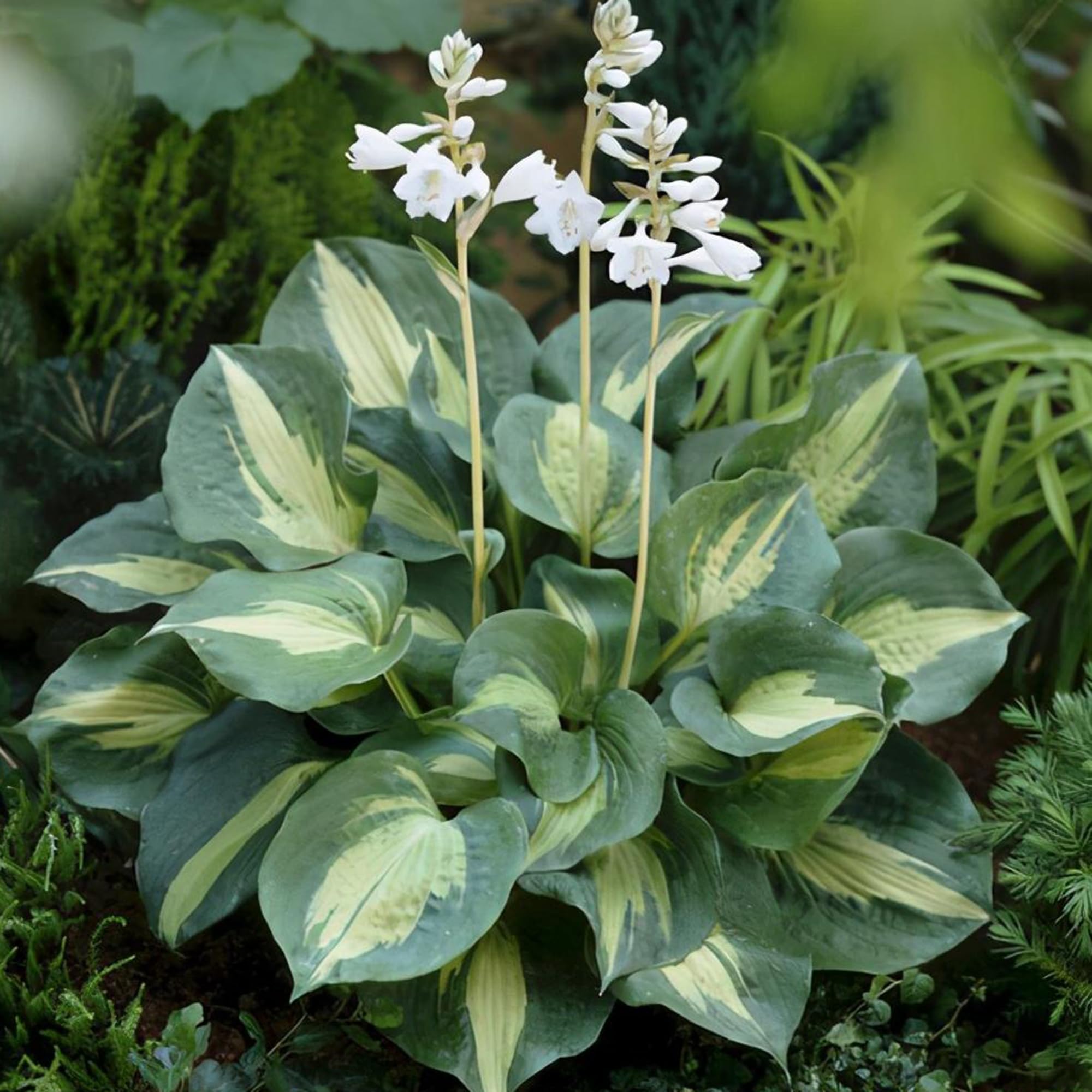 Mixrug hosta leaves with dense foliage attracting butterflies and bees.