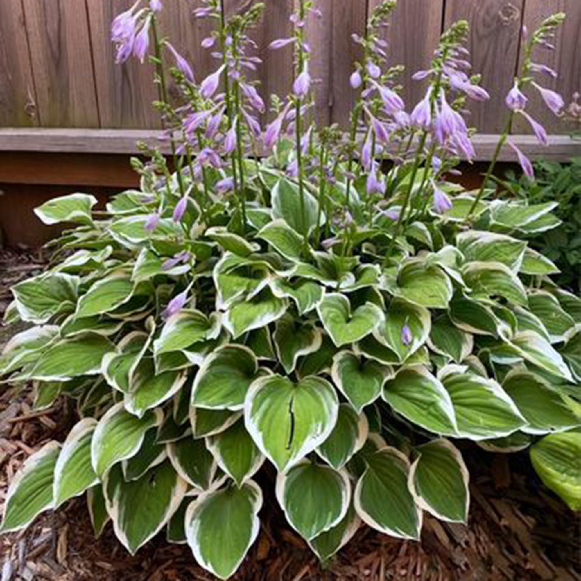 Mixrug Hosta leaves texture closeup showing glossy green foliage for shade borders.