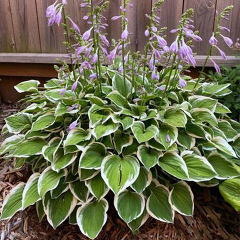 Mixrug Hosta leaves texture closeup showing glossy green foliage for shade borders.