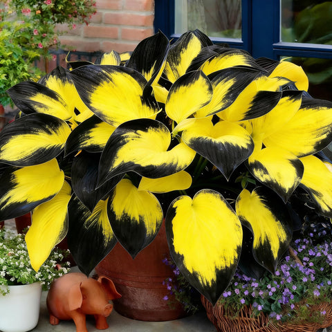 Mixrug hosta leaves vibrant image highlights color accents for borders and containers.
