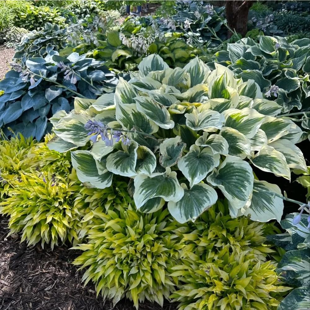 Hosta plants from Mixrug grown in containers and mixed beds for versatility.