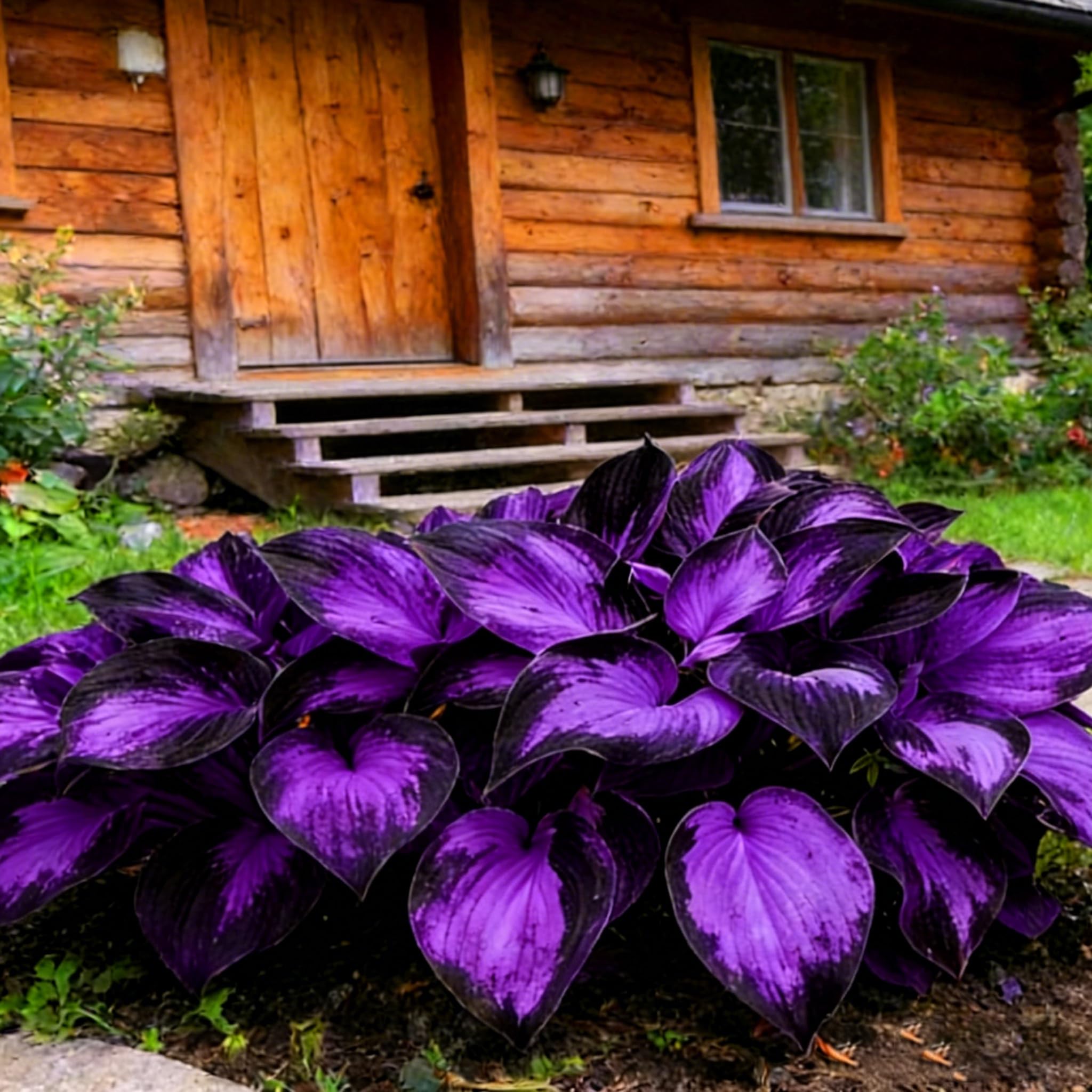 Mixrug Hosta seeds sowing action demonstrates quick start in partial shade.