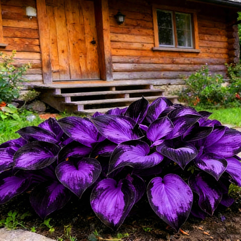 Mixrug Hosta seeds sowing action demonstrates quick start in partial shade.