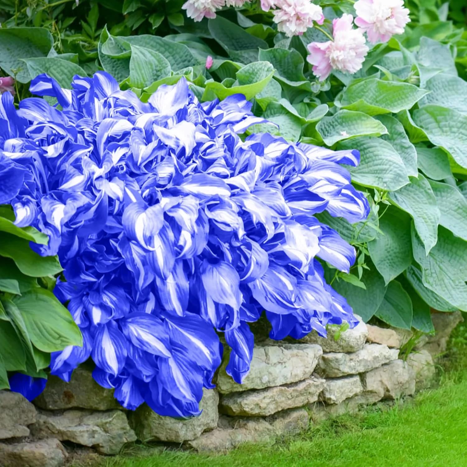 Indoors sowing Mixrug hosta seeds in September to start blue foliage growth.