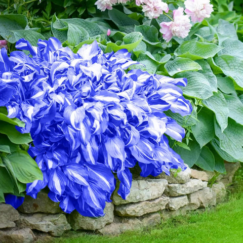 Indoors sowing Mixrug hosta seeds in September to start blue foliage growth.
