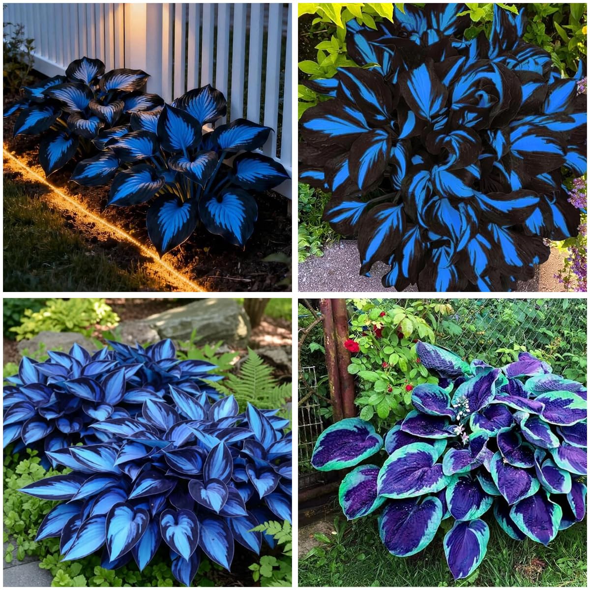 Mixrug Hosta seeds blue and black for vibrant shade garden color