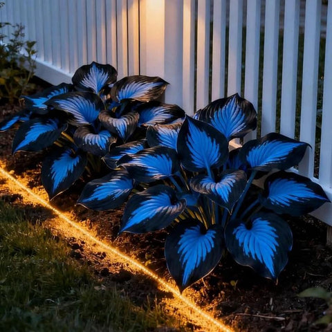 Mixrug hosta seeds with blue foliage for a shade garden display.