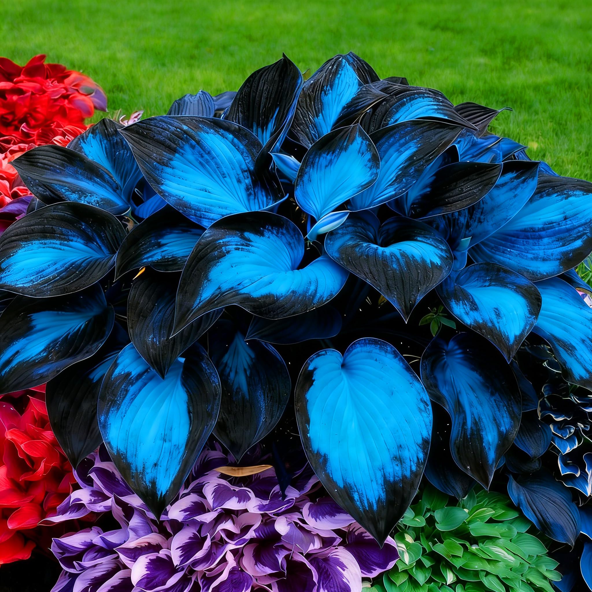 Mixrug Hosta seeds close-up showing the 297-piece heirloom batch.