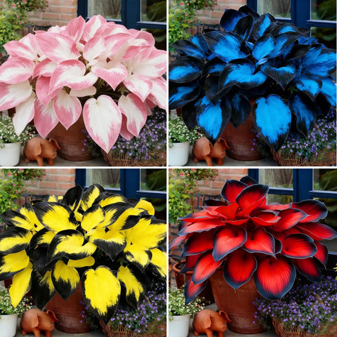 Mixrug Hosta seeds collection shown for diverse blooms in shade gardens.