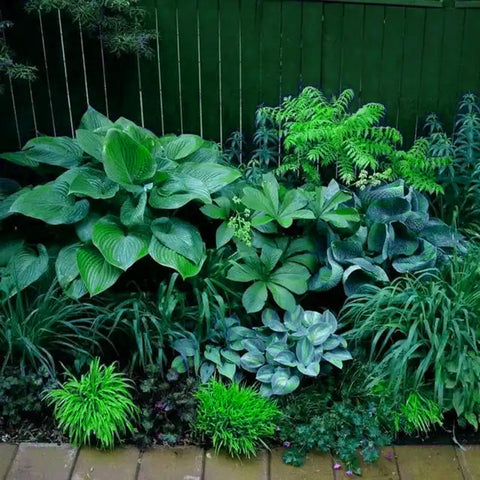 Mixrug Hosta seeds in containers for balcony and window garden beauty.