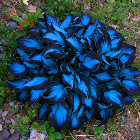 Mixrug hosta seeds container planting setup for balcony or patio.