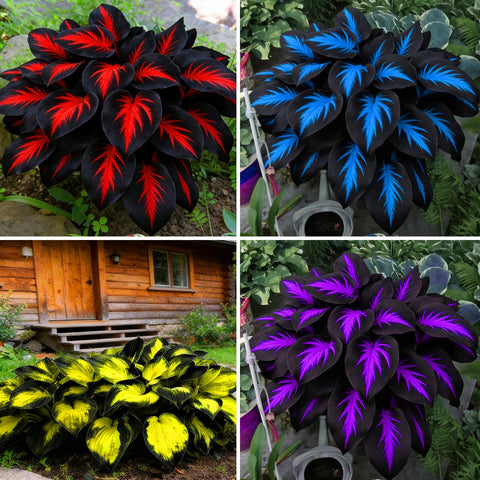 Mixrug Hosta seeds curated collection in seed packets boosts shade garden possibilities.