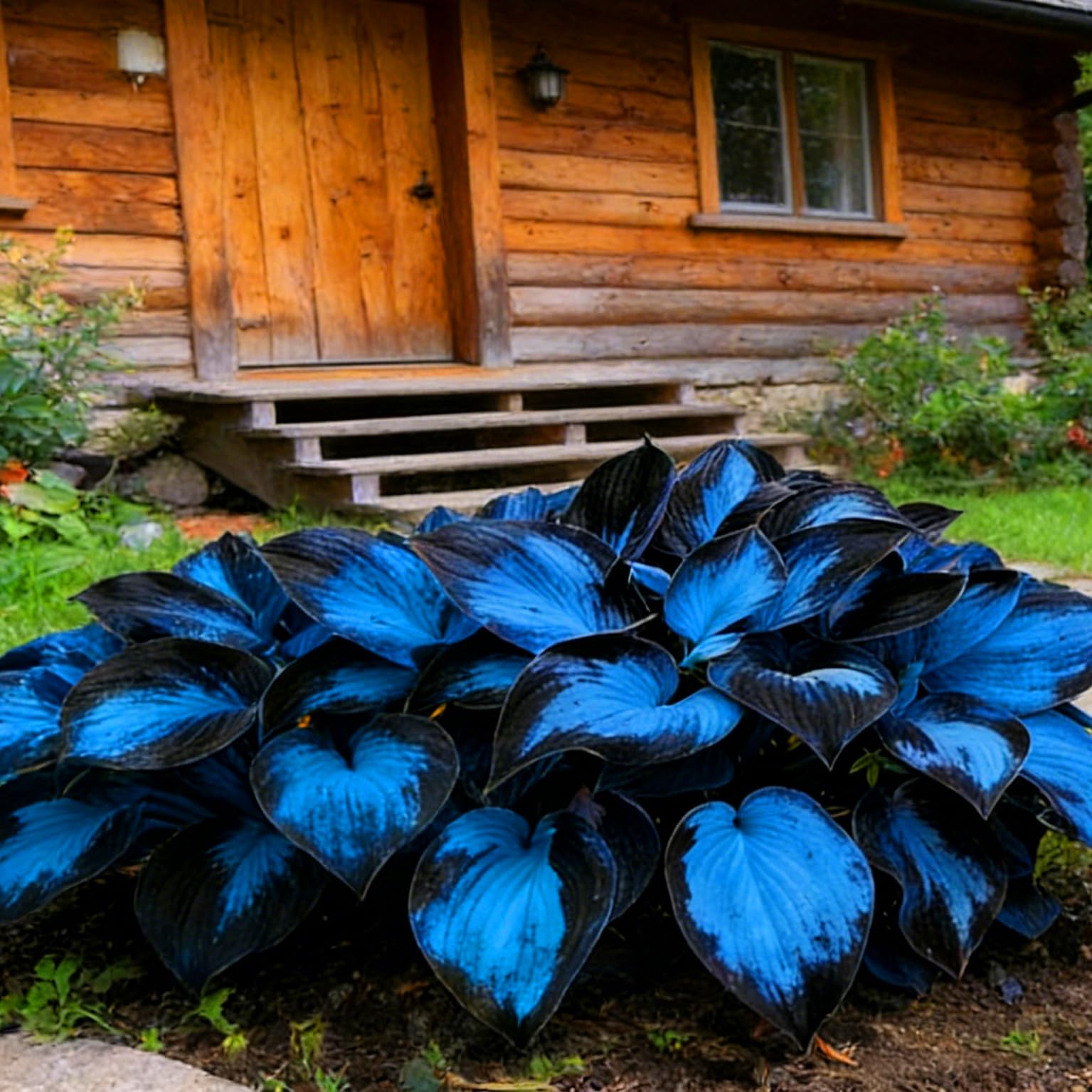 Mixrug Hosta seeds dense pack supports lush shade groundcover.