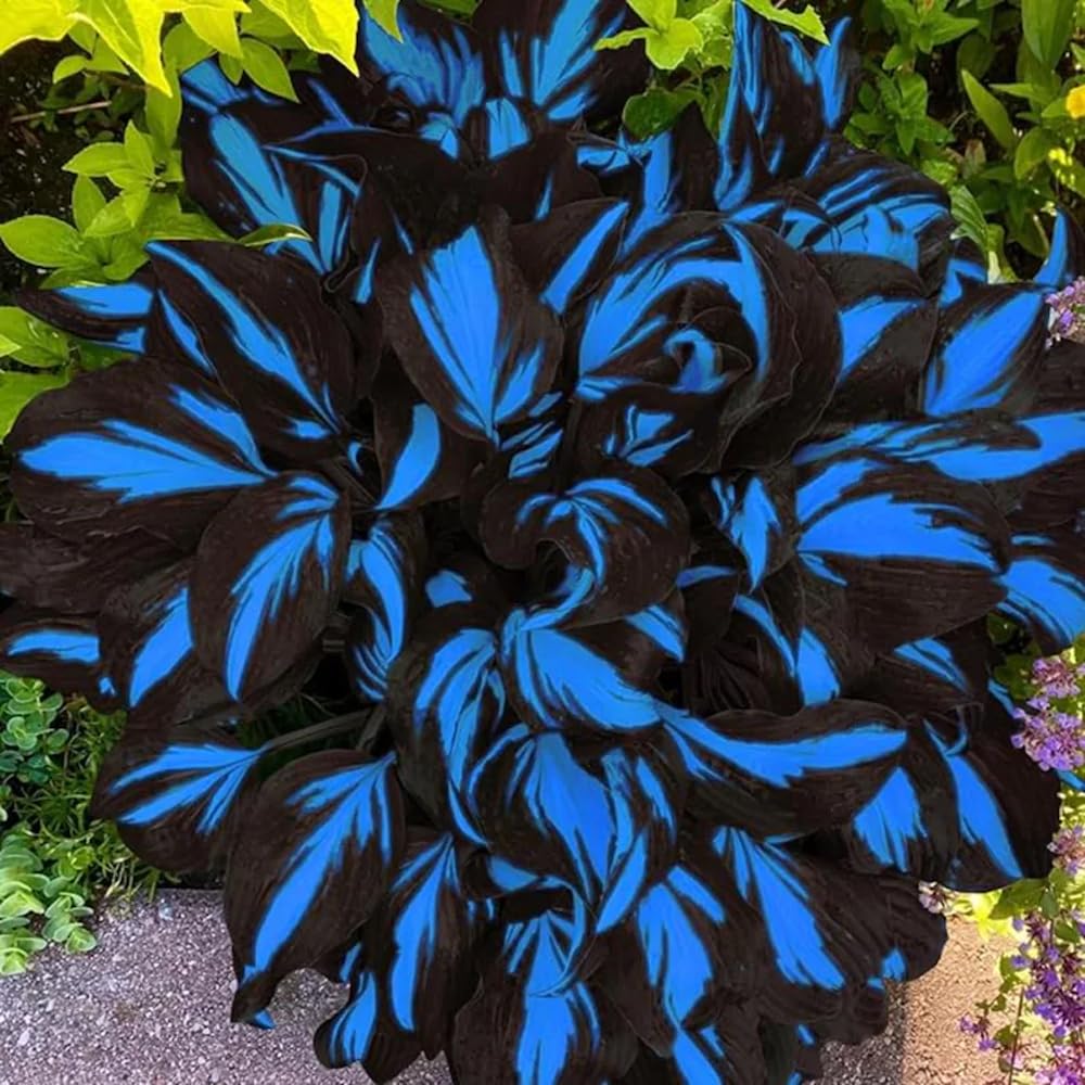 Mixrug hosta seeds giant and dwarf sizes enable layered plantings