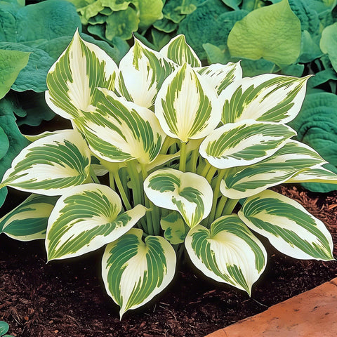 Mixrug Hosta seeds suited for groundcover or container plantings.