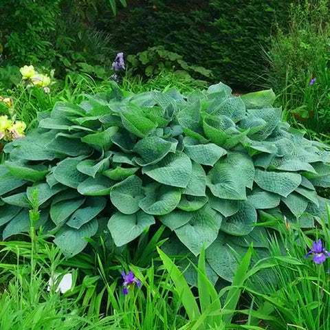 Mixrug Hosta seeds in hand ready for planting in partial shade.