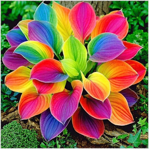 Mixrug hosta seeds ideal for shade gardens and containers.
