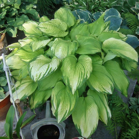 Mixrug Hosta seeds shade-loving perennial highlights easy planting and reliable growth in low light.