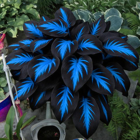 Mixrug Hosta seeds deepen shade gardens with lush foliage and subtle color.