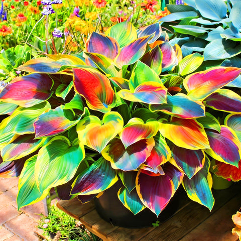 Mixrug Hosta seeds variety pack for diverse shade garden options.