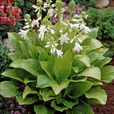 Mixrug Hosta young plants in pots for balcony shade planting.
