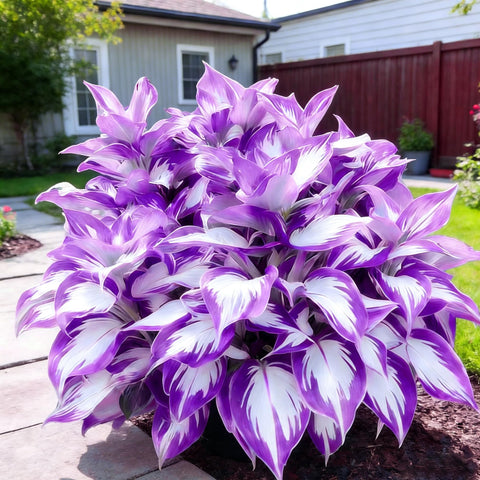 Mixrug Hosta blooms attracting butterflies and bees in a vibrant border.