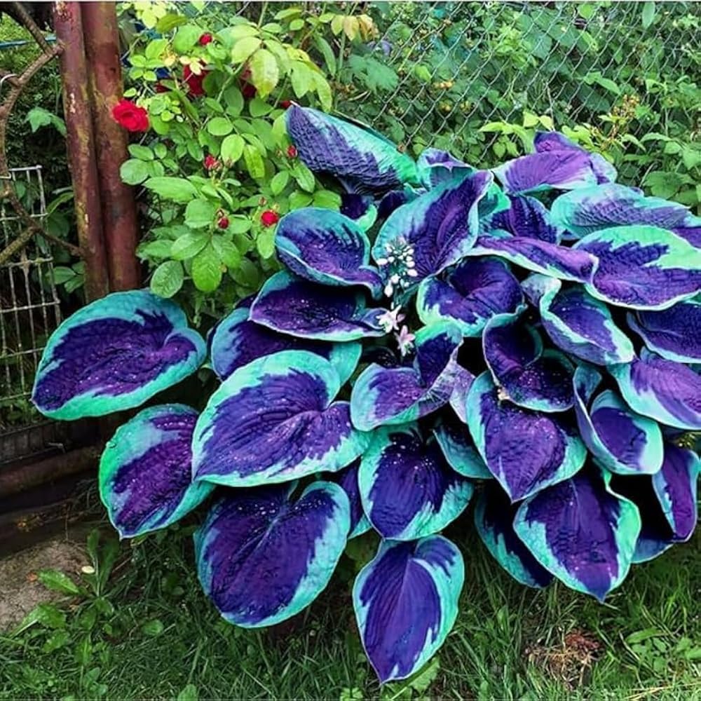 Mixrug hostas deer-resistant leaves for low-maintenance yards.