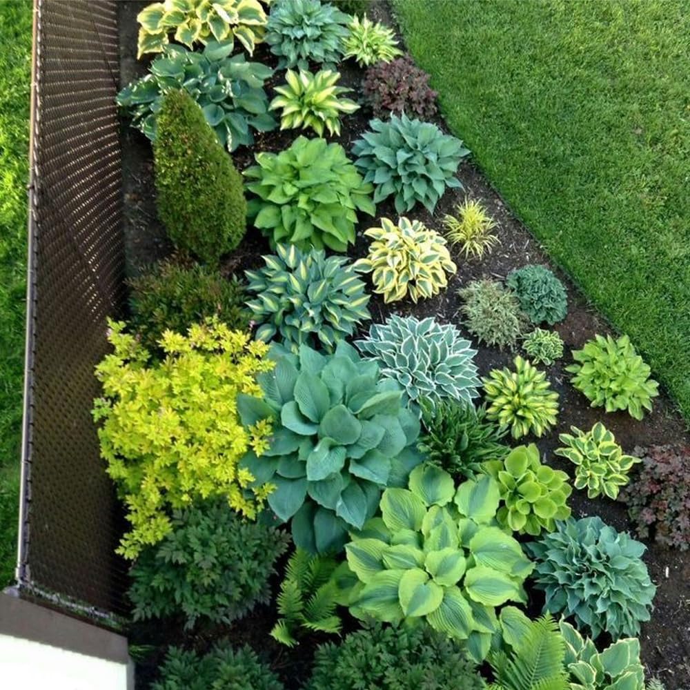 Mixrug hostas seed bonsai-decoration for outdoor garden styling.