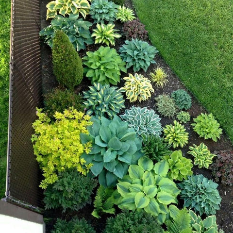 Mixrug hostas seed bonsai-decoration for outdoor garden styling.