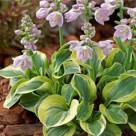 Mixrug hostas seed deer-rabbit-resistant leaves for eco-friendly landscapes.