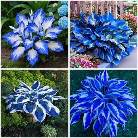 Mixrug hostas seed midnight blue leaves close-up for dramatic shade-garden foliage.