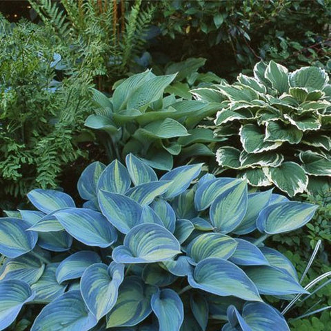 Mixrug hostas seed shade-garden pot-setup showing versatile container planting.