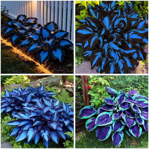 Mixrug hostas seeds dark blue pack ready to grow in shade.