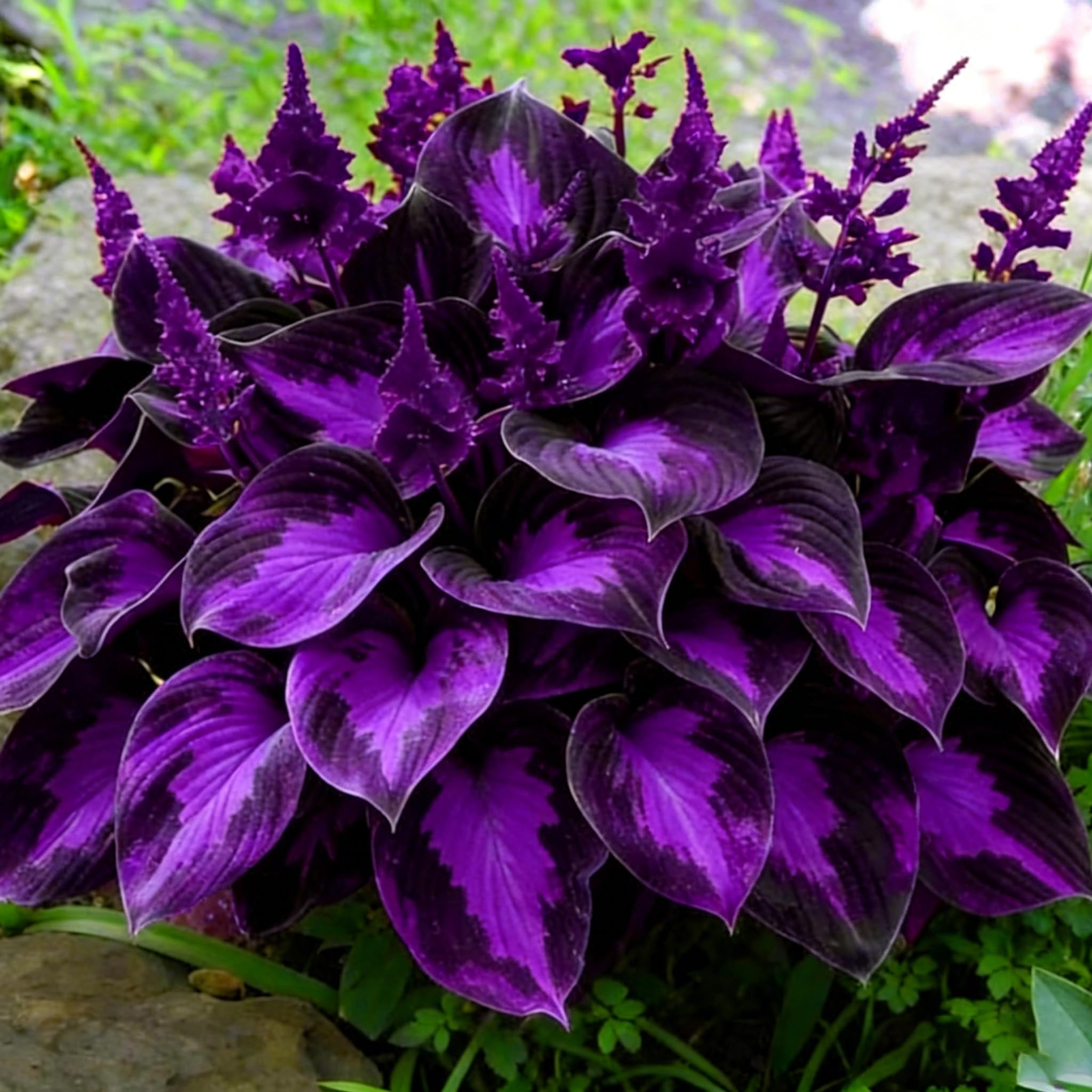 Mixrug Hosta shade garden closeup shows diverse leaf shapes and blooms.