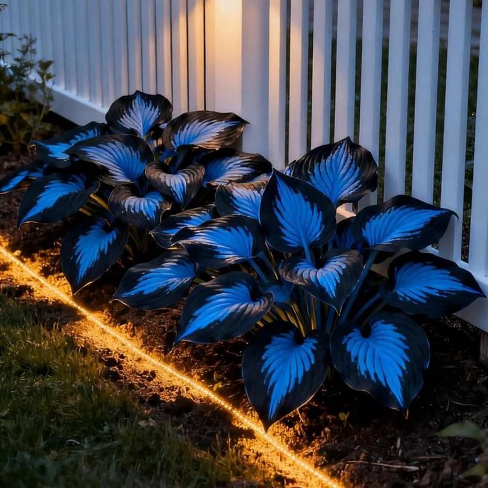 Mixrug hostas shaded garden spot creates tranquil focal point.