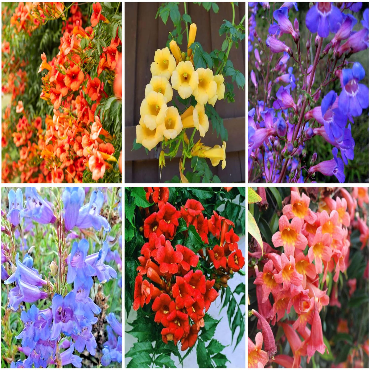 Mixrug hummingbird trumpet vine seeds lure pollinators with vibrant scarlet blooms.