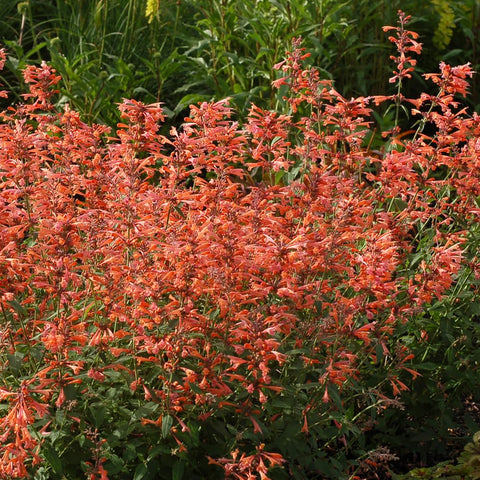 Mixrug hummingbirds, bees and butterflies visiting Mixrug flowers.