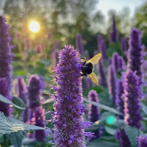 Mixrug hyssop fragrant leaves emit mint-anise aroma in the garden.