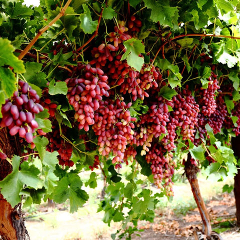 Mixrug indoor outdoor grape seedling setup demonstrates growing options