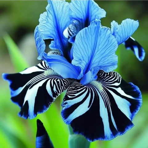 Mixrug iris color patterns offer unusual color combos for eye-catching beds.