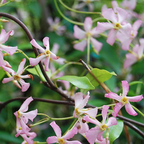 Mixrug jasmine blooms releasing fragrance to attract pollinators
