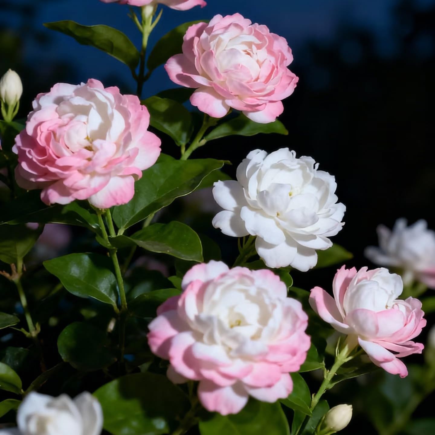 Mixrug Jasmine plants create borders, hedges, and shaded garden accents.