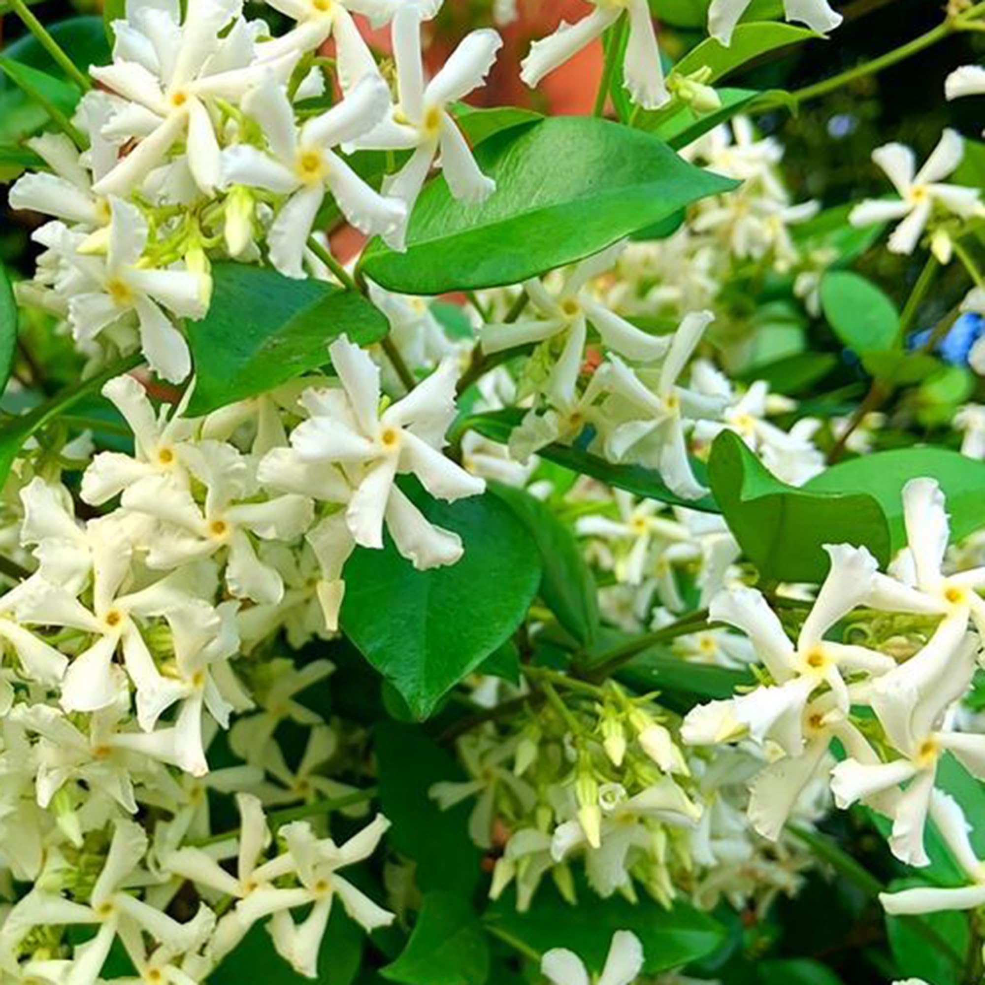 Lush garden scene with Mixrug jasmine climber enhancing texture and scent