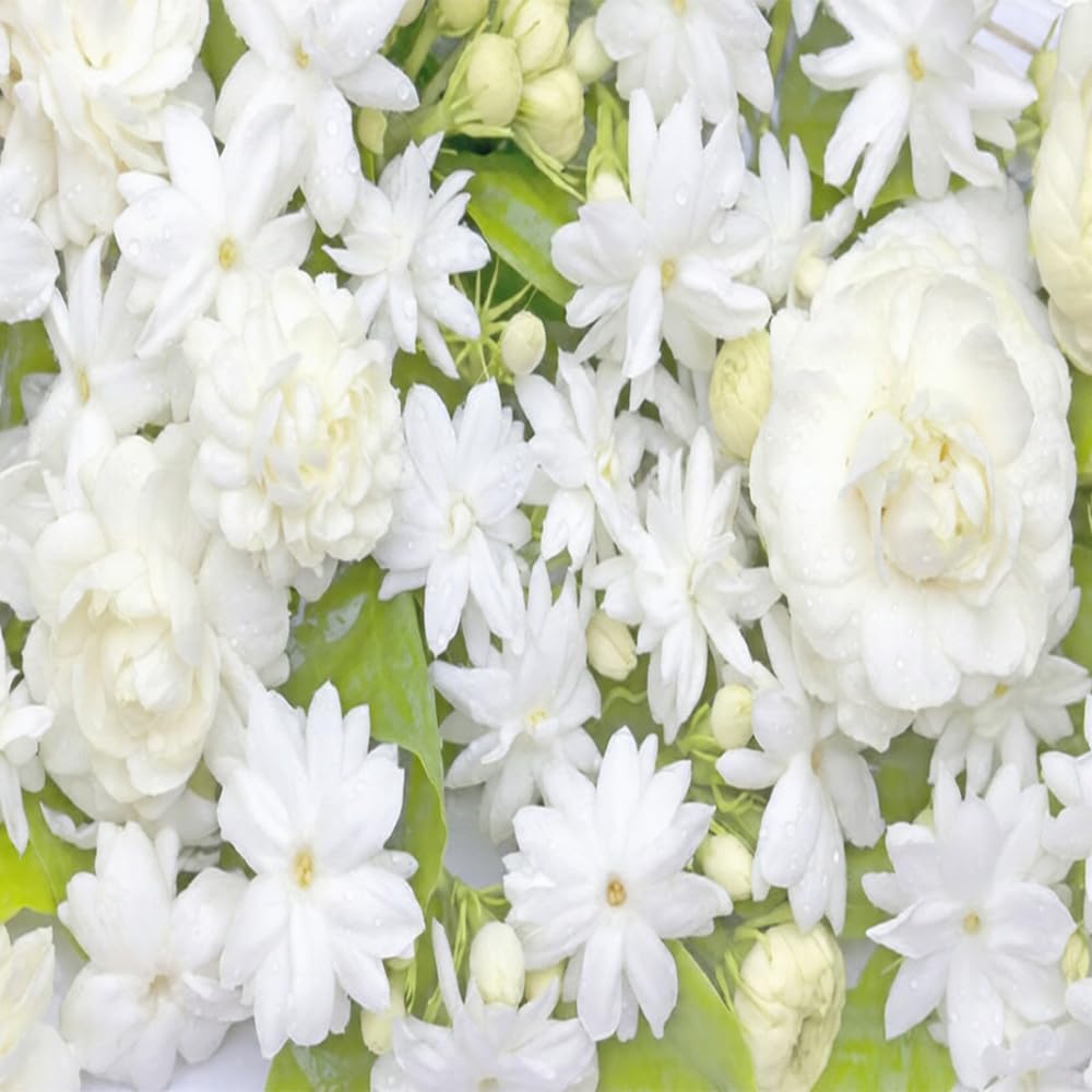 Mixrug Jasmine leaves are glossy and evergreen for year-round appeal.