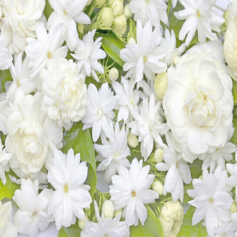 Mixrug Jasmine leaves are glossy and evergreen for year-round appeal.