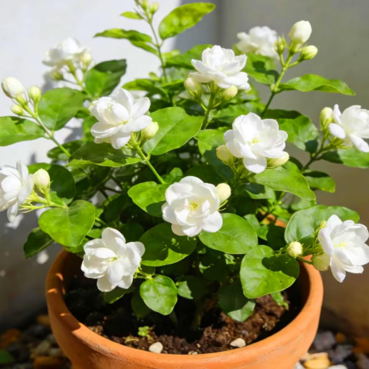 Mixrug Jasmine seedling care tips support warm sun and partial shade blooming.